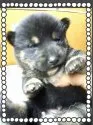 柴犬(標準サイズ)【茨城県・男の子・2014年10月9日・黒毛】の写真3