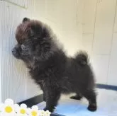 ポメラニアン【茨城県・女の子・2024年7月25日・ブラック】の写真5