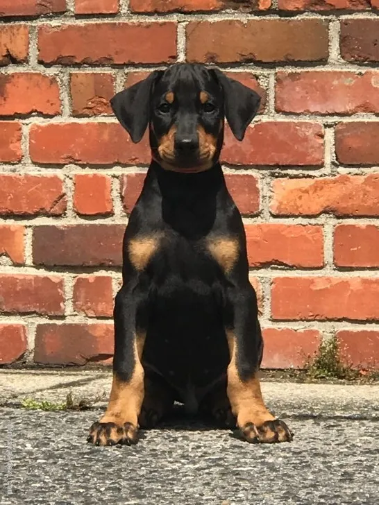 ID：1805-00715の子犬