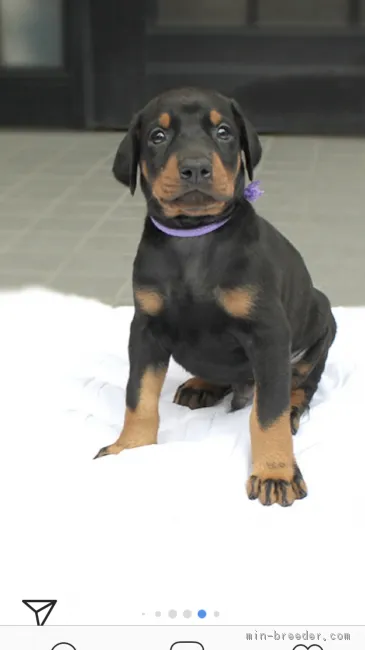 ID：1804-01461の子犬