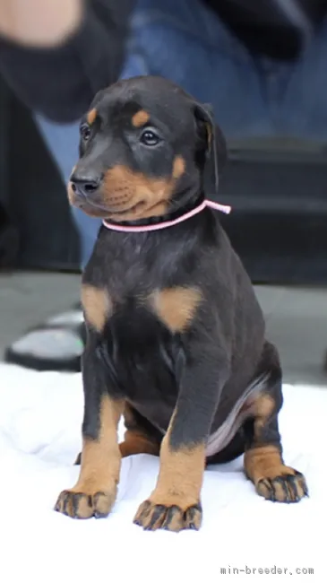 ID：1804-01466の子犬