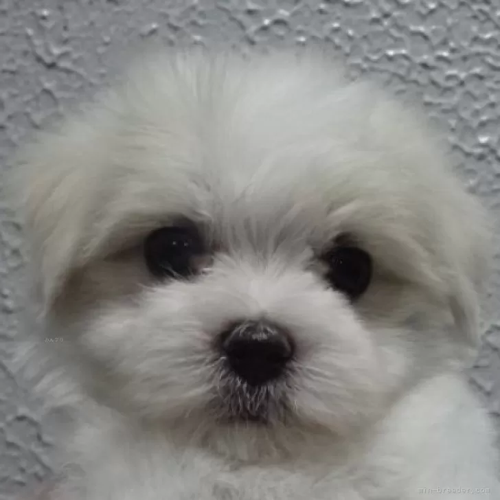 ID:2509-07518の子犬