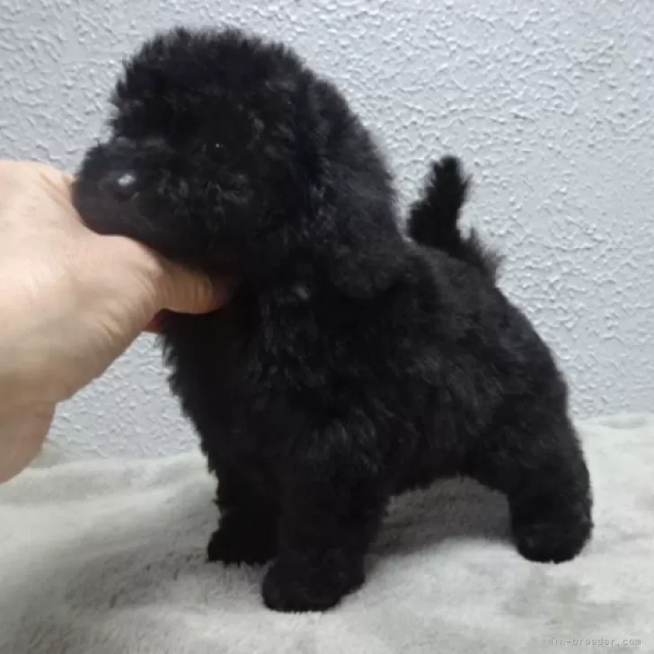 タイニープードル【大阪府・女の子・2025年10月14日・ブラック】の写真1「「今だけの特別価格でお迎えいただけます💗」」