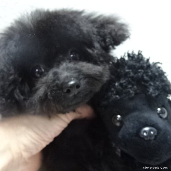 ブリーダー画像