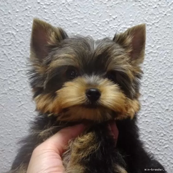 ID：2508-03694の子犬