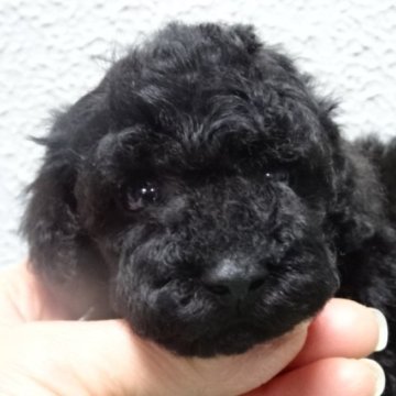 トイプードル(タイニー)【大阪府・男の子・2024年12月28日・ブラック】の写真「良血統のとても可愛いブラックの男の子です💗」