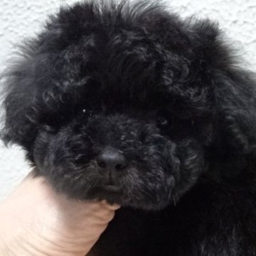 トイプードル(タイニー)【大阪府・女の子・2024年12月28日・ブラック】の写真「本来のプードルらしいプードルの女の子です。💗」