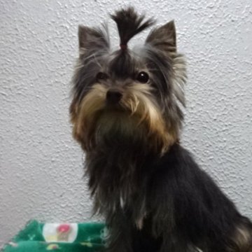 ヨークシャーテリア【大阪府・女の子・2025年7月7日・スチールブルー&タン】の写真「小ぶりなとても小さい可愛い女の子です❤️」