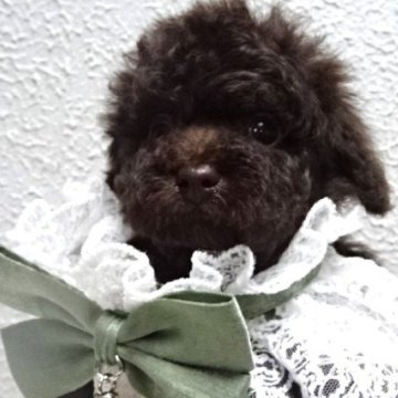 トイプードル(タイニー)【大阪府・女の子・2024年12月25日・ブラウン】の写真「レアカラーのブラウンの綺麗な可愛い女の子です💛」