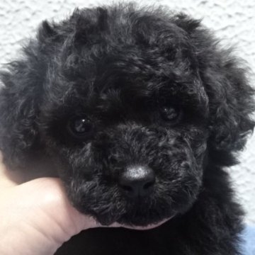 トイプードル(タイニー)【大阪府・男の子・2025年8月11日・ブラック】の写真「良血統のとても可愛いブラックの男の子です💗」