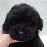 タイニープードル
