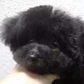 ティーカッププードル