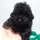 トイプードル(タイニー)