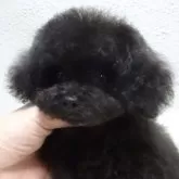 タイニープードル