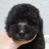タイニープードル
