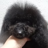 トイプードル(タイニー)