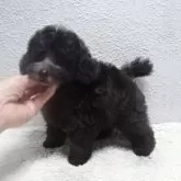 タイニープードル