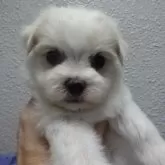 マルチーズ