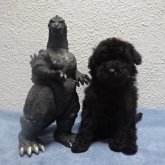 トイプードル(タイニー)