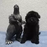 タイニープードル