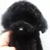 タイニープードル