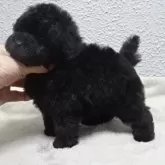 タイニープードル