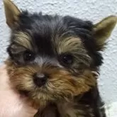 ヨークシャーテリア【大阪府・男の子・2024年11月20日・スチールブルー&タン】の写真1「美しい良血統の綺麗で可愛い男の子です。」