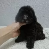 タイニープードル