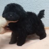 トイプードル(タイニー)