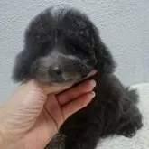 タイニープードル