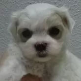 マルチーズ