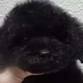 タイニープードル