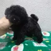 ティーカッププードル