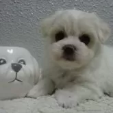 マルチーズ