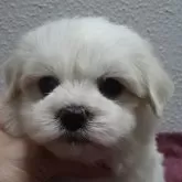 マルチーズ