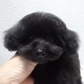 トイプードル(ティーカップ)