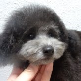 トイプードル(タイニー)