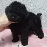 タイニープードル