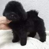 タイニープードル