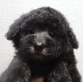 トイプードル(タイニー)