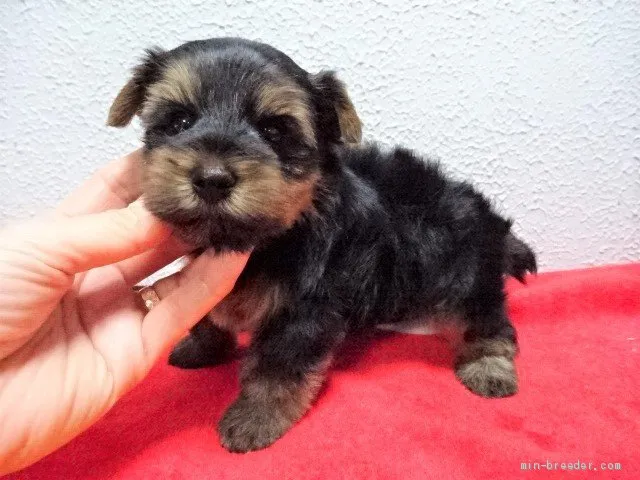 M.Y 様のお迎えした子犬