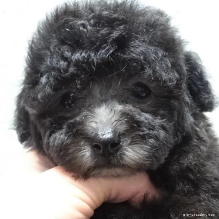 ID:2304-02025の子犬