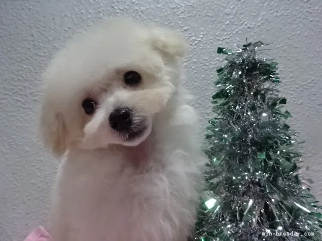 ID:1711-00834の子犬