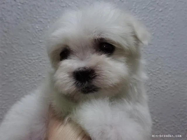 ID:2102-00783の子犬