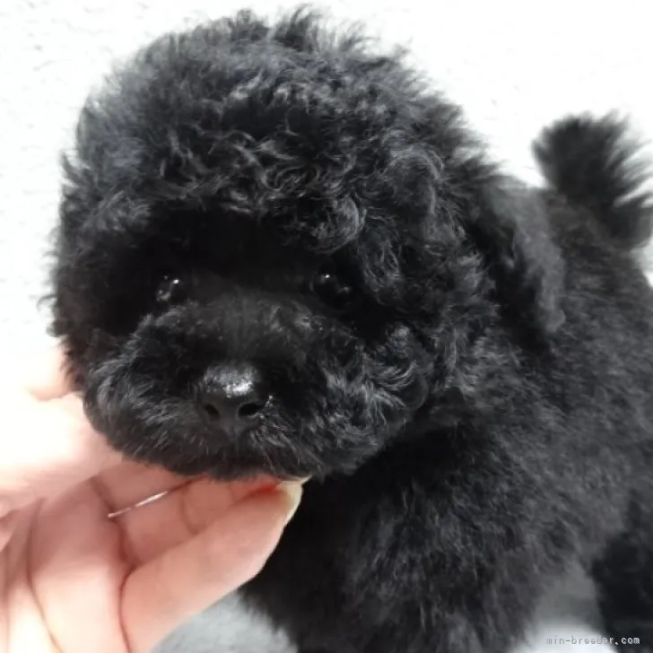 ID:2304-03148の子犬