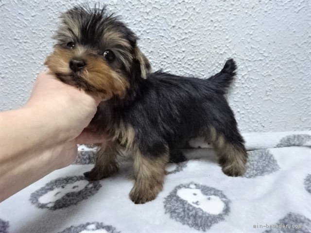 ヨークシャーテリア 大阪府 女の子 年10月21日 スチールブルー タン 良血統の綺麗なスチールブルーの毛色 の可愛い女の子 みんなのブリーダー 子犬id 12 ヨークシャーテリア 大阪府 女の子 年10月21日 スチールブルー タン 良血統の綺麗なスチールブルーの毛色 の可愛い女の子 みんなのブリーダー 子犬id 12