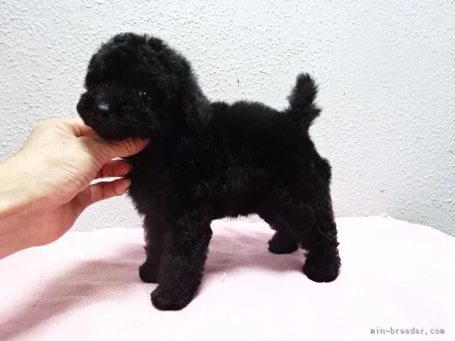 ID：1807-00546の子犬