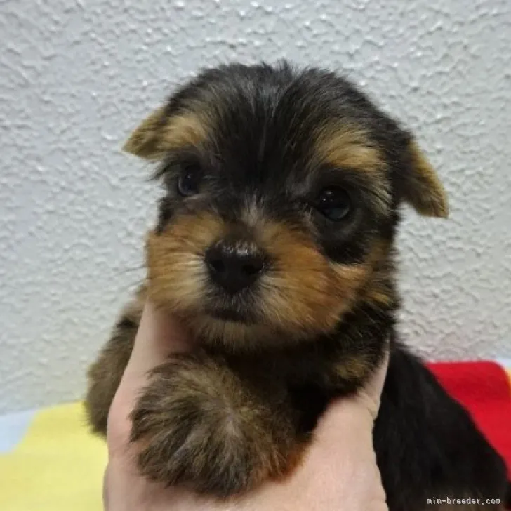 K.O 様のお迎えした子犬