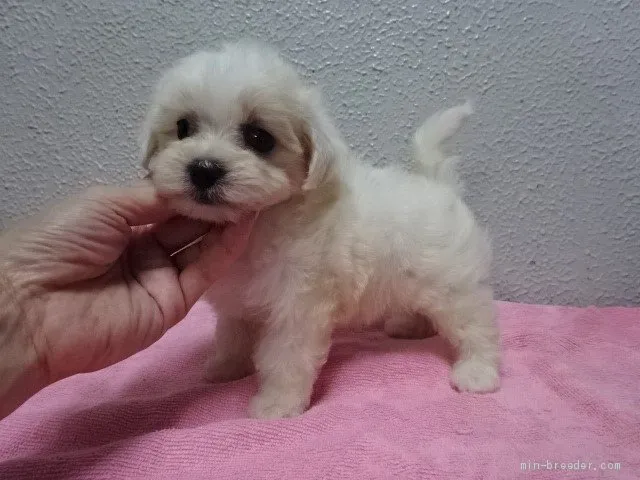 ID:1906-02958の子犬
