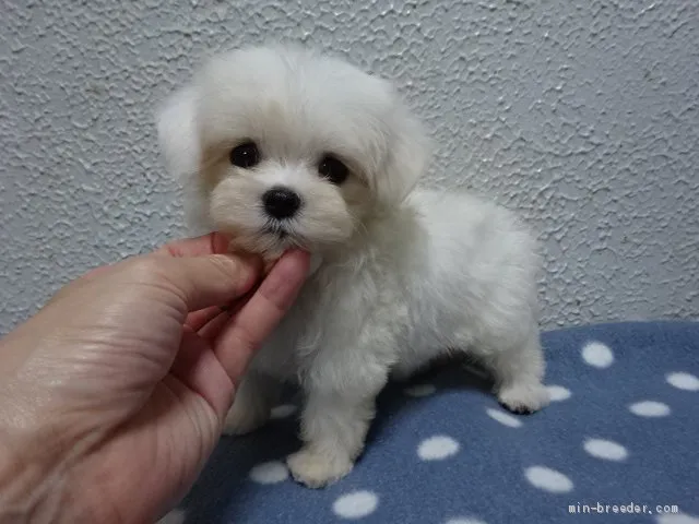 N.K 様のお迎えした子犬